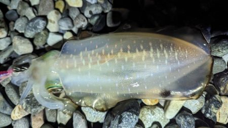 ナイトエギング