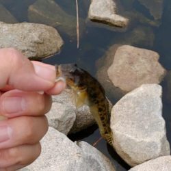 旧中川　ハゼ30匹チチブ60匹