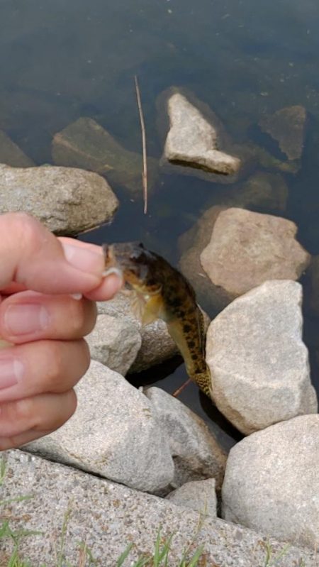 旧中川　ハゼ30匹チチブ60匹