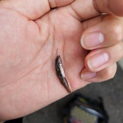 旧中川　大規模な酸欠でハゼ釣り終了のお知らせ