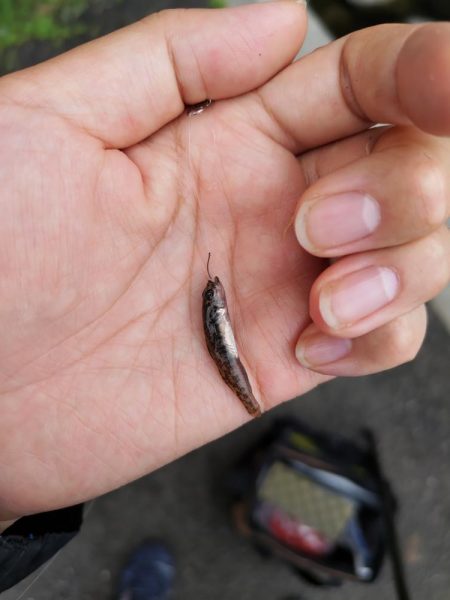 旧中川　大規模な酸欠でハゼ釣り終了のお知らせ