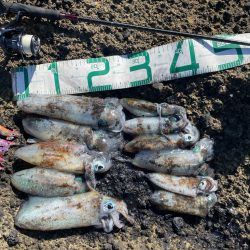 2023 佐渡ヶ島エギング 17回目【9月24日】