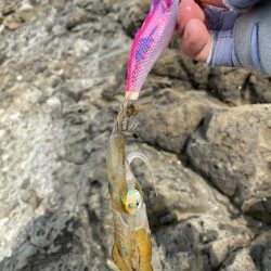 今年初の秋イカ！