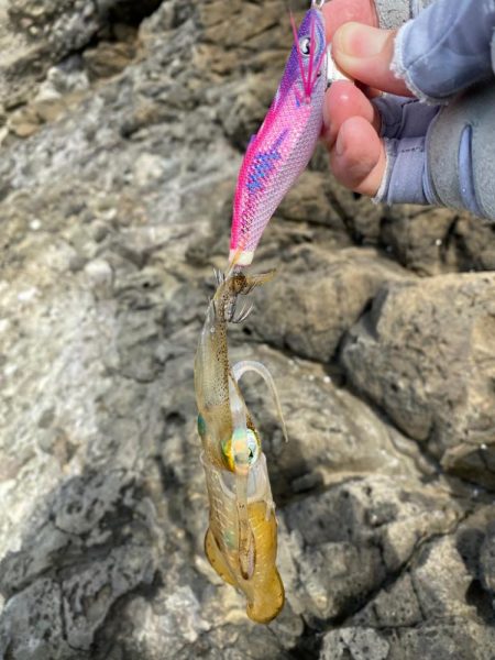 今年初の秋イカ！