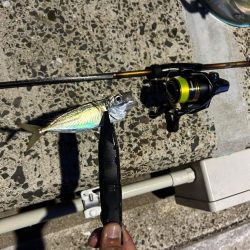 南蛮が食べたくなったのでアジング