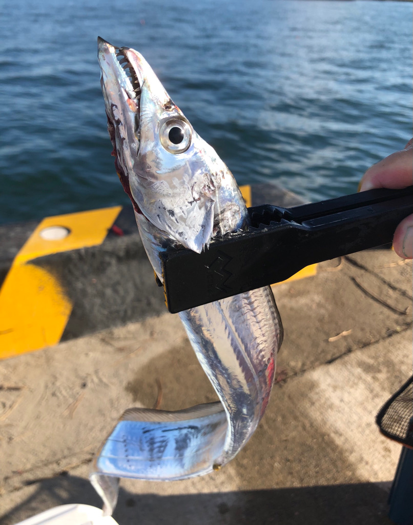 太刀魚とアジとサヨリ