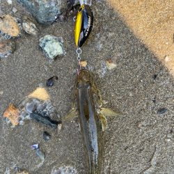 やっぱりハゼクラ！