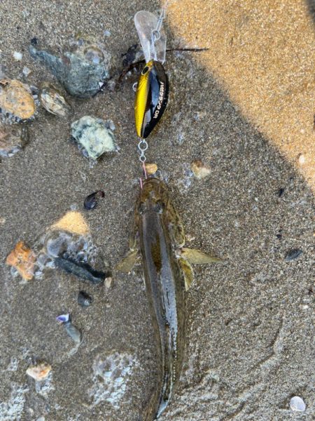 やっぱりハゼクラ！