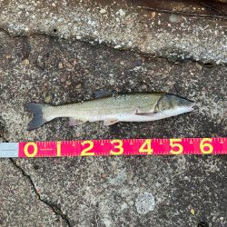 ここで初めて釣ったマルタウグイ