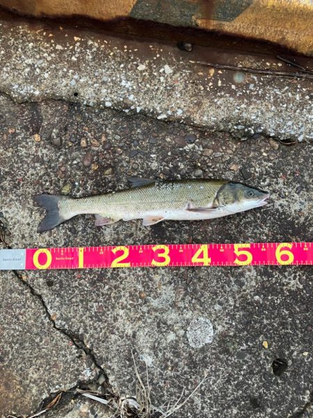 ここで初めて釣ったマルタウグイ