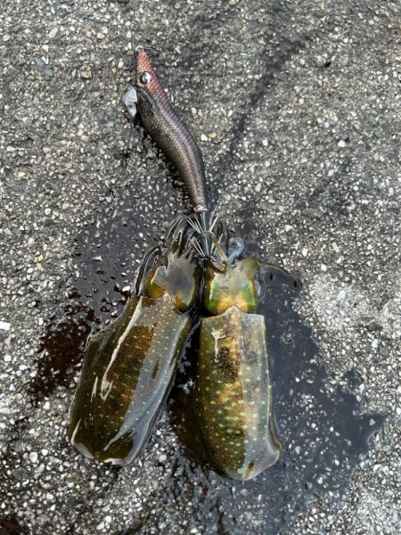 朝マズメイサキシルバー好調