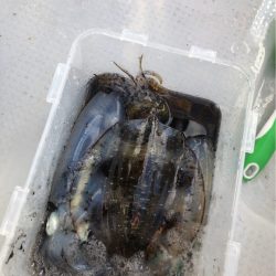 9/24 鳴門ジギング&ティップラ…