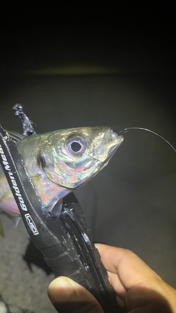 良型釣れてます🎵