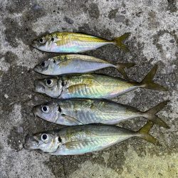 いつもの堤防先端へ