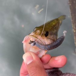 ジグヘッドで丁寧に釣りをすると