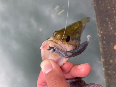 ジグヘッドで丁寧に釣りをすると