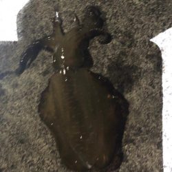 アオリイカ越前調査2回目