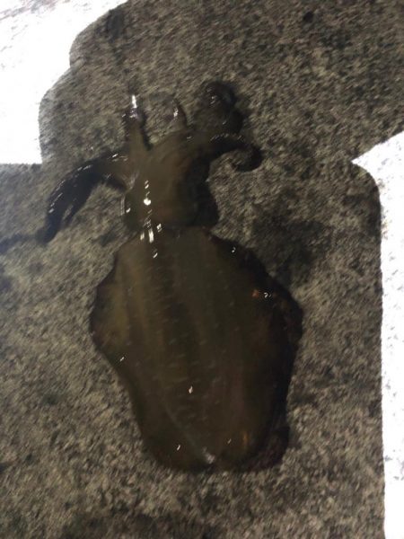 アオリイカ越前調査2回目