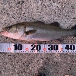 朝マヅメシーバス