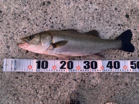 朝マヅメシーバス