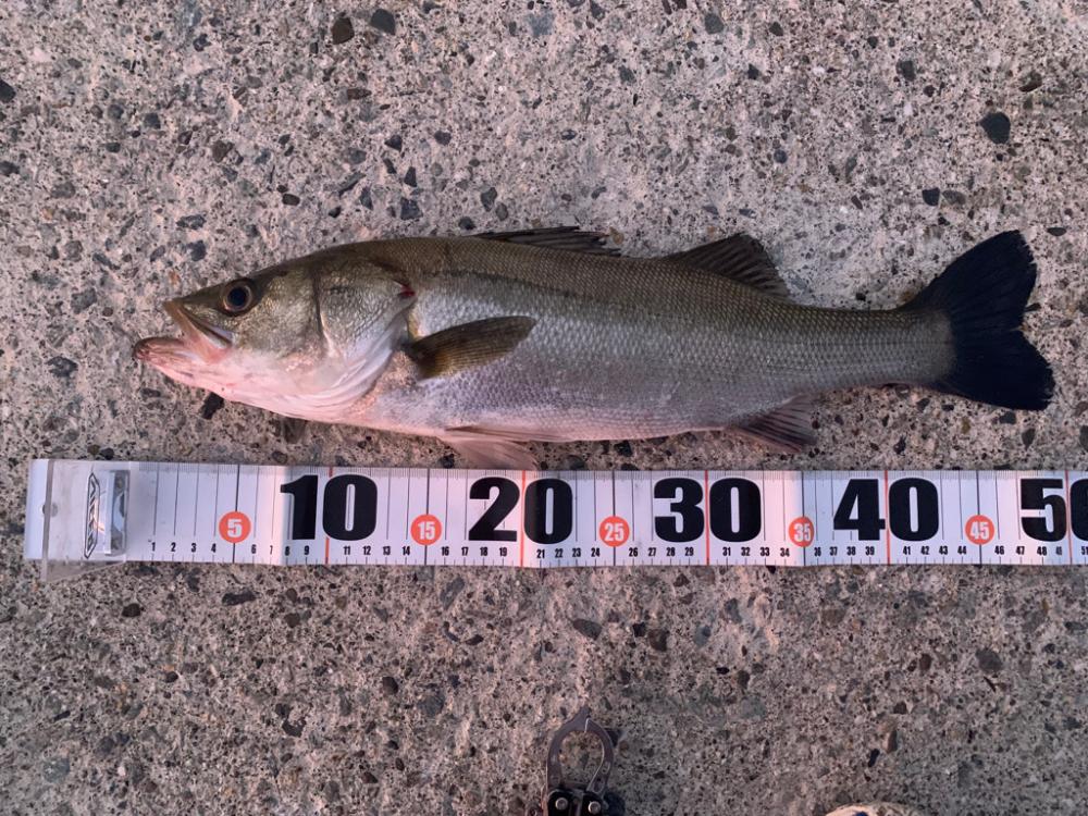 朝マヅメシーバス