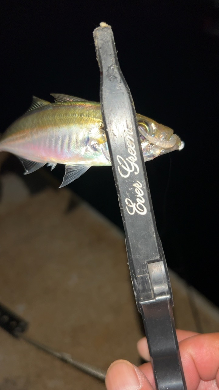 秋のタケノコ掘り♪