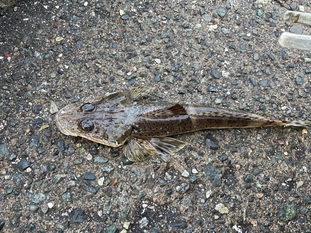 マゴチ、イカ、アジングリレー