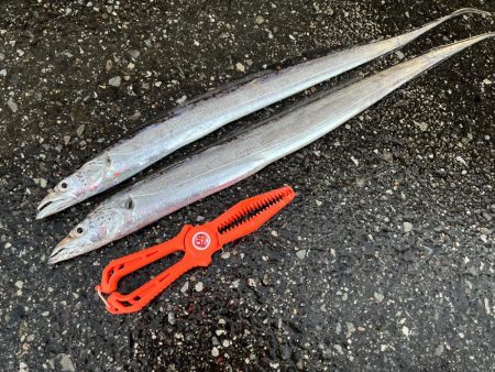 鯵を探して三千里 Vol.75