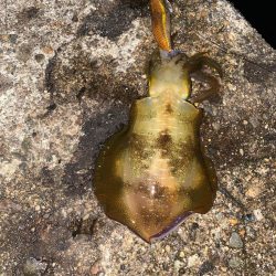 アオリとカマス