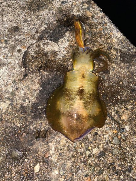 アオリとカマス