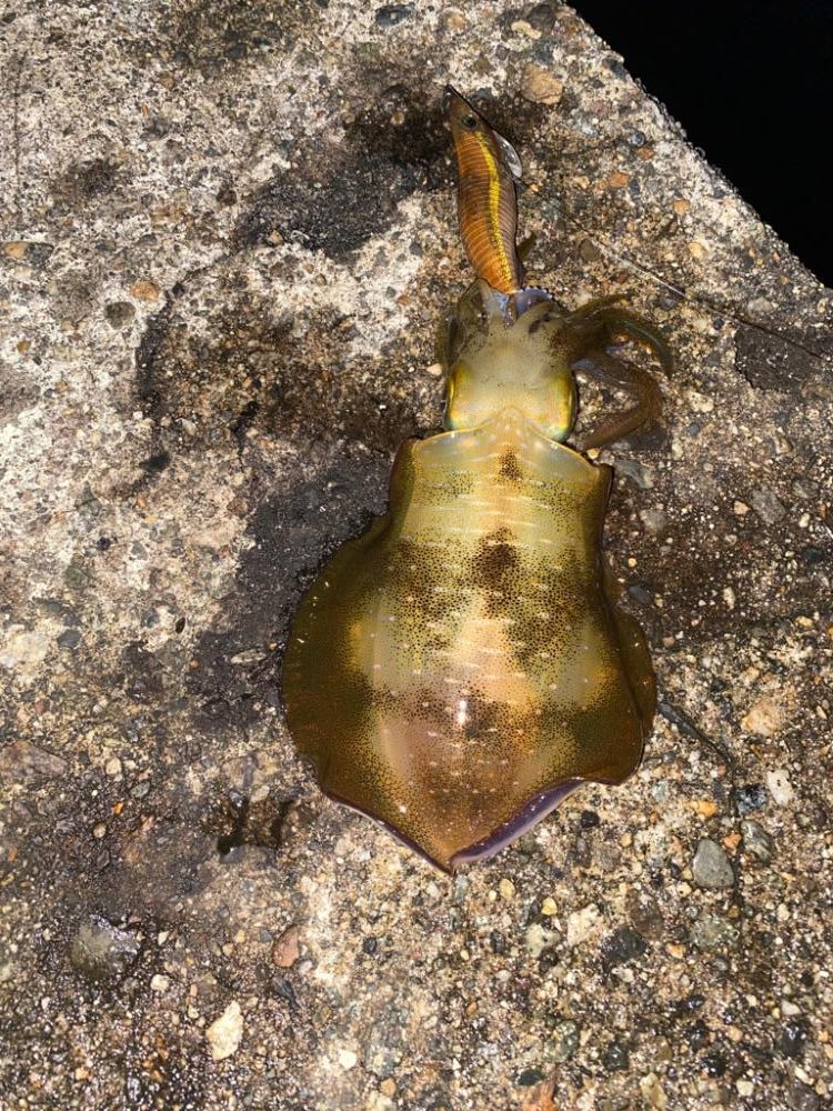 アオリとカマス