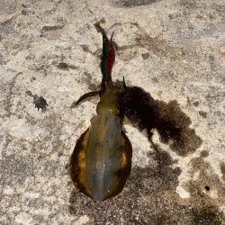 エギのローテーションで釣果アップ