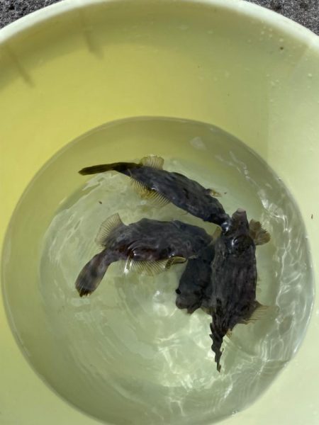 肝パン釣れてます。但しフグの猛攻も半端無い…