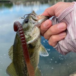 ロングワームにて