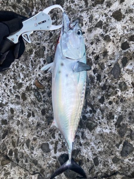 2023ライトゲーム第31選