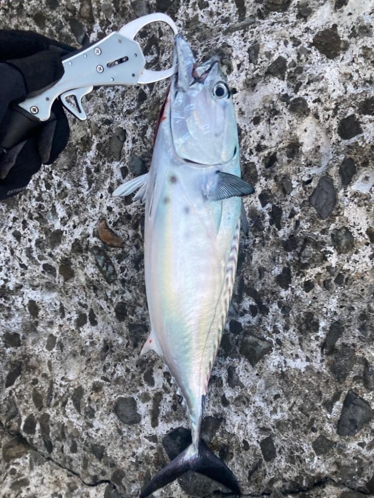 2023ライトゲーム第31選