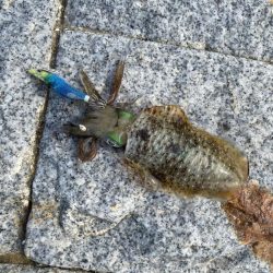 姫路離島エギング