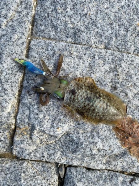 姫路離島エギング