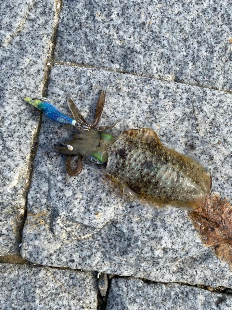 姫路離島エギング