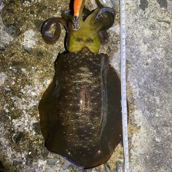 大阪エギング　入れ食い