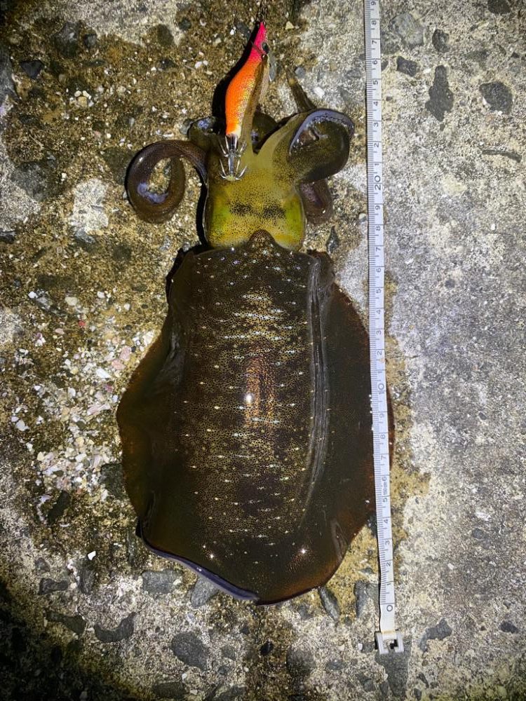 大阪エギング　入れ食い