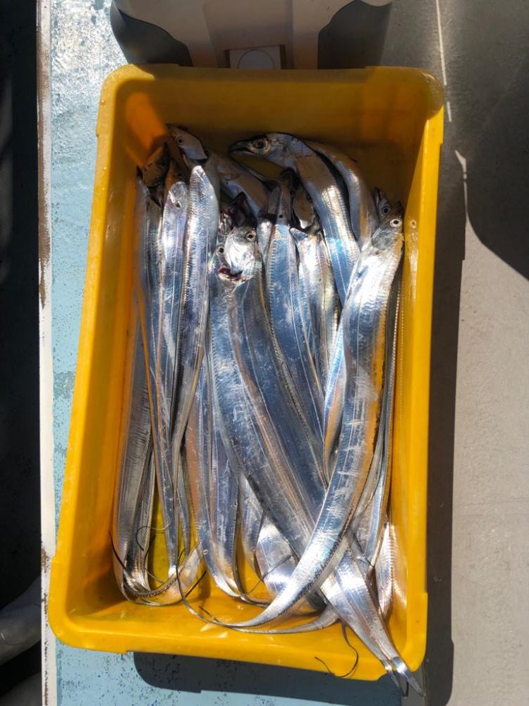 初タチウオ釣り！