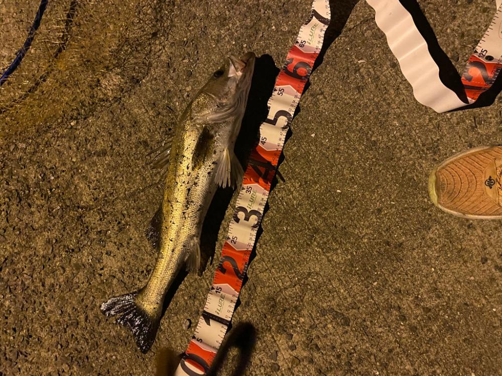 シーバス釣行