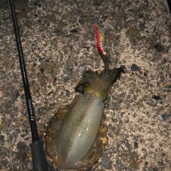 ナイトエギング