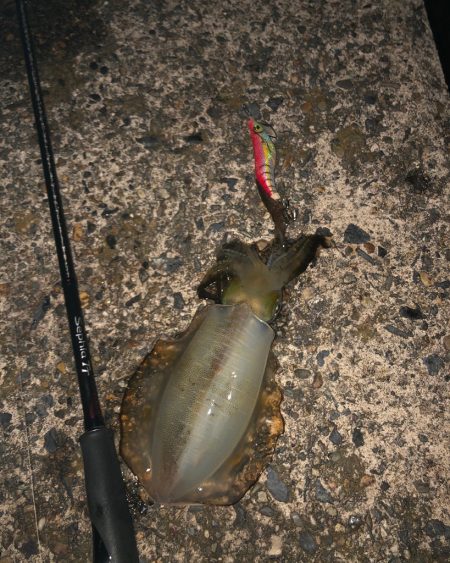 ナイトエギング