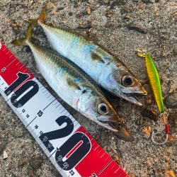 森の坊主初出勤