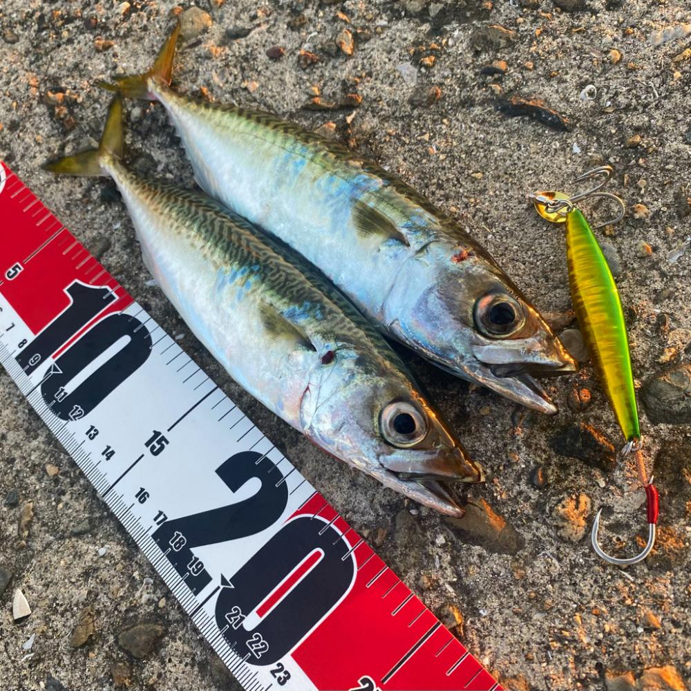 森の坊主初出勤