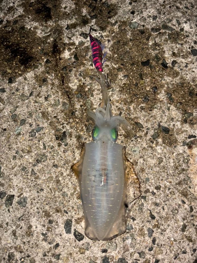 やっとキープサイズが釣れました