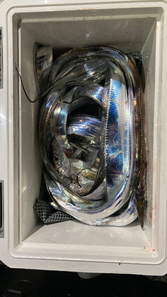 食いあげ(・∀・)