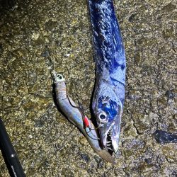 2週間後のタチウオ